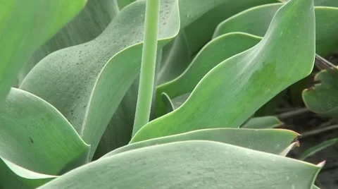 Flower Fields, Tulip close-up, The Netherlands Stock Footage 10953798