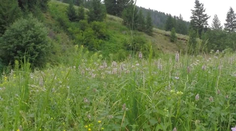 Flower filled Meadow up in the Mountains Stock Footage 51939142