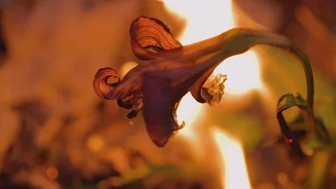 Flower on fire Stock Footage 73146976