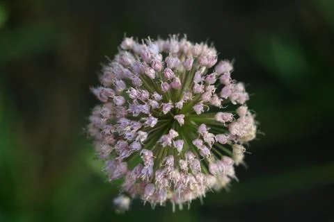Flower fireworks Stock Photos