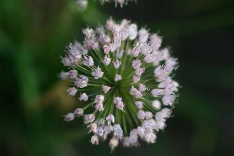 Flower fireworks Stock Photos