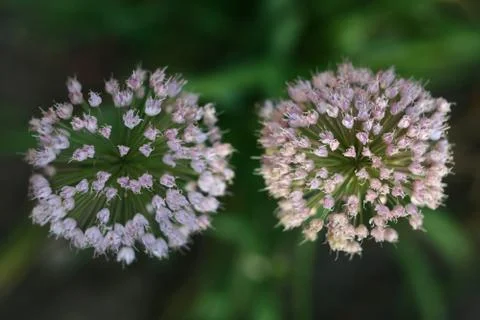 Flower fireworks Stock Photos