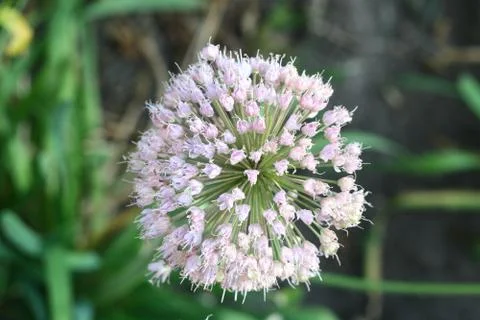 Flower fireworks Stock Photos