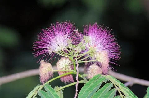 Flower like a fireworks Stock Photos