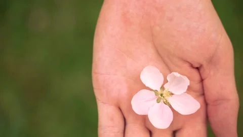 A flower in the fist Stock Footage 195721730