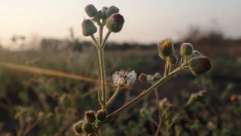 Flower Flair Handheld Sunset Stock Footage 110731679