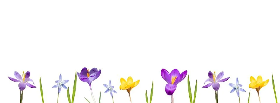 Flower flat lay from different spring flowers isolated on a white background Stock Photos