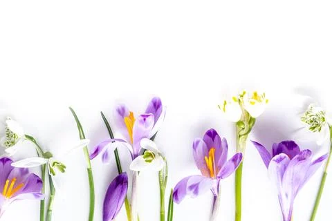 Flower flat lay from different spring flowers on a white background. Top view Stock Photos