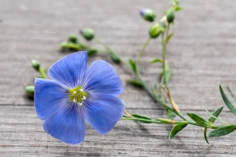 Flower of flax Stock Photos