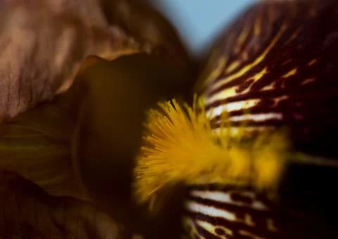 Flower fleur-de-lis macro shot blossom valentine day mother Stock Photos