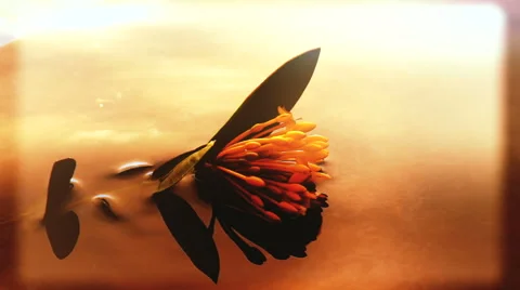 Flower Floating on a Quiet Pond at Sunset. Stock Footage 49928736