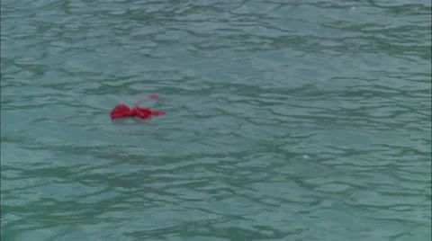 Flower floating in water Stock Footage 22664929