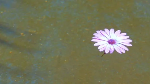 Flower floating on the water Stock Footage 117003009