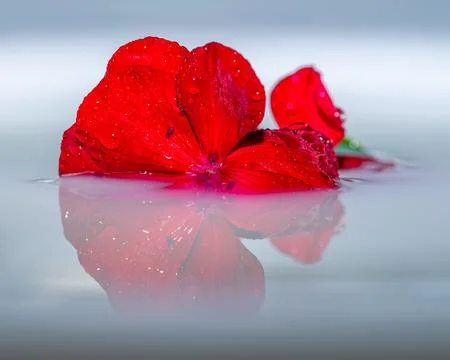 Flower floating on water with reflection Stock Photos