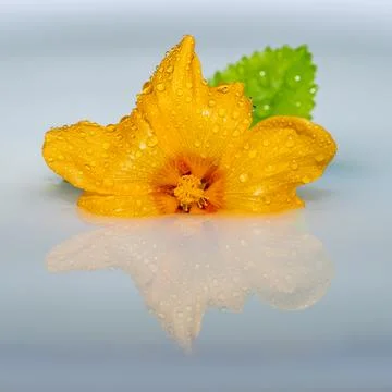 Flower floating on water with reflection Stock Photos