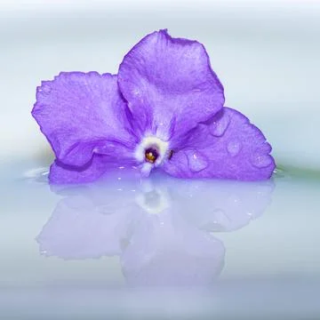 Flower floating on water with reflection Stock Photos
