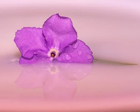 Flower floating on water with reflection Foto stock