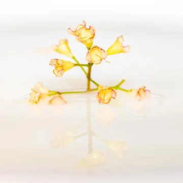 Flower floating on water with reflection Stock Photos