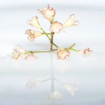 Flower floating on water with reflection Stock Photos