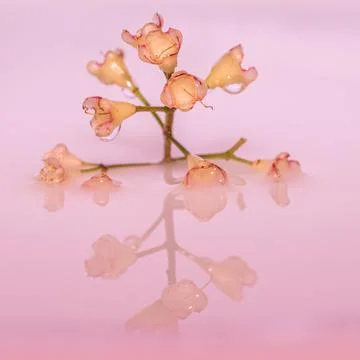 Flower floating on water with reflection Foto stock