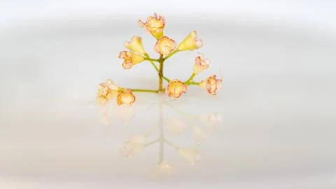 Flower floating on water with reflection Stock Photos