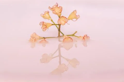 Flower floating on water with reflection Stock Photos