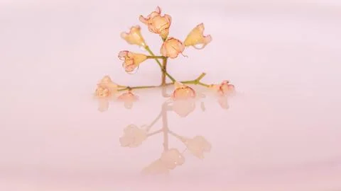 Flower floating on water with reflection Foto stock