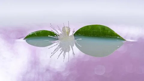 Flower floating on water with reflection Stock Photos