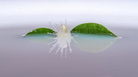 Flower floating on water with reflection Stock Photos