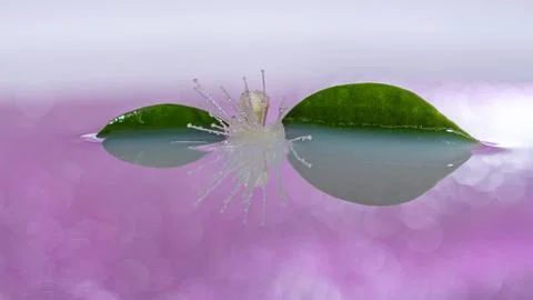 Flower floating on water with reflection Stock Photos