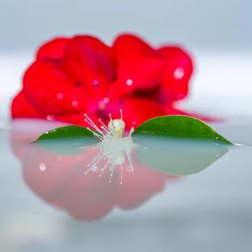 Flower floating on water with reflection Foto stock