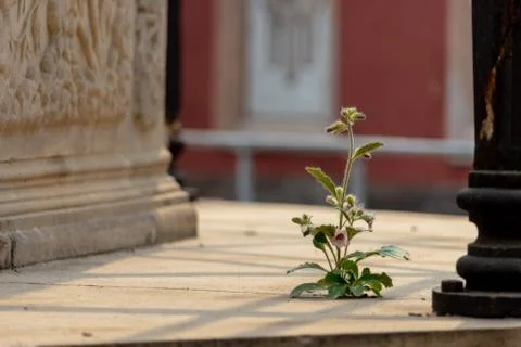 Flower on Floor with Palace Background Stock Photos