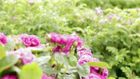 Flower to flower focus move pythouse gardens, wiltshire 스톡 동영상 137394240