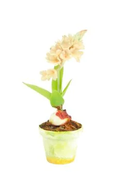 Flower in flowerpot on white Stock Photos