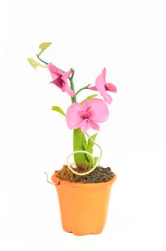 Flower in flowerpot on white Stock Photos