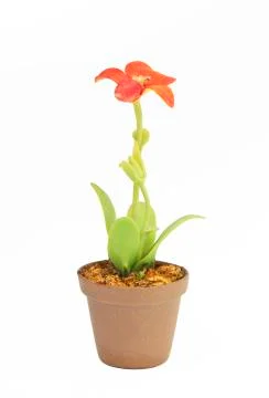 Flower in flowerpot on white Stock Photos