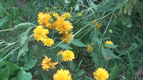 Flower, flowers Stock Footage 205175987