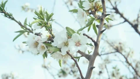 Flower flowers Stock Footage 237750963