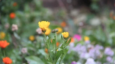 A flower fluttering in the wind Stock Footage 124883711