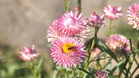 Flower with fly 2 Stock Footage 95417821