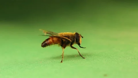 Flower fly cleaning itself isolated on green background. Hoverfly, Syrphid fly Stock Footage 157991201