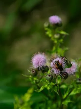 Flower fly on a common thistle Foto stock