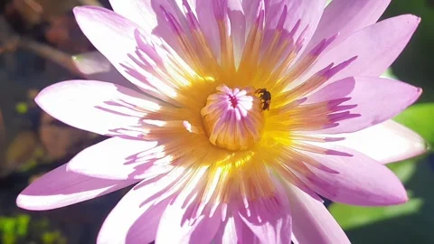 Flower fly hovering and opening lotus flower waterlily bud and then fly unde Video stock 268981651