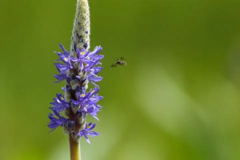 Flower with Fly Stock Photos