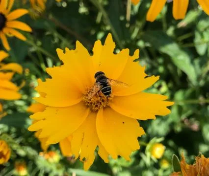Flower Fly Foto stock