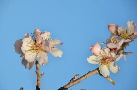 Flower fly Stock Photos
