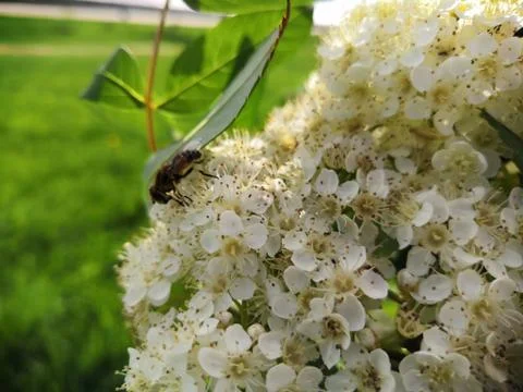 Flower fly at work Stock Photos