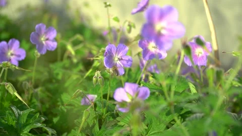 Flower with a flying bee Stock Footage 133092542