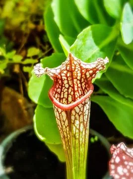 Flower of the flytrap plant Stock Photos