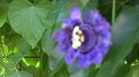 Flower Focus Change Stock Footage 10759621